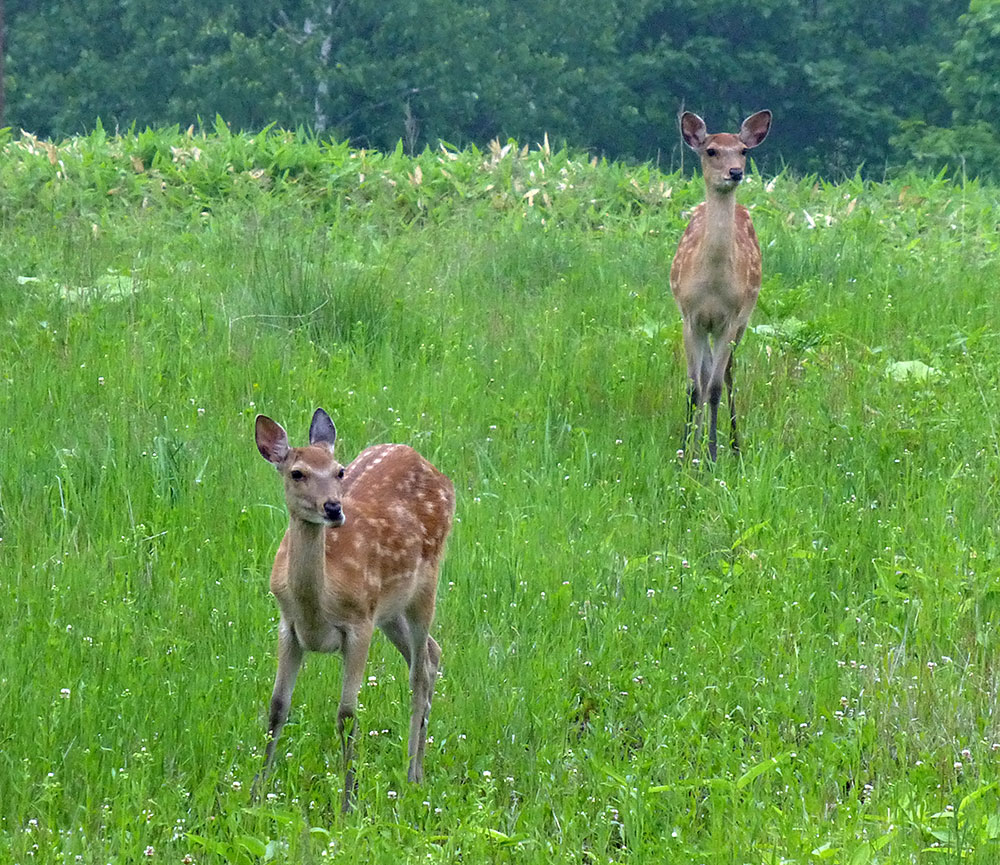 釧路湿原駅付近の鹿